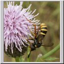 Conops quadrifasciatus - Dickkopffliege 11.jpg